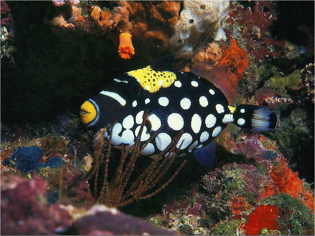 poisson fond ecran poisson