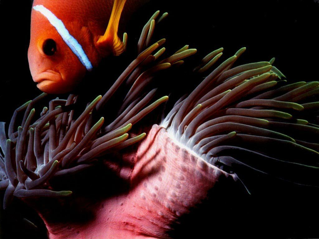 poisson fond ecran poisson