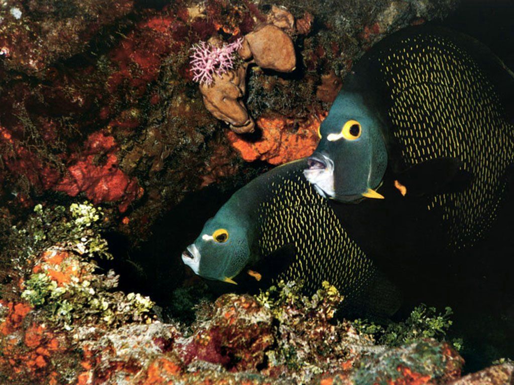 poissons fond ecran poissons