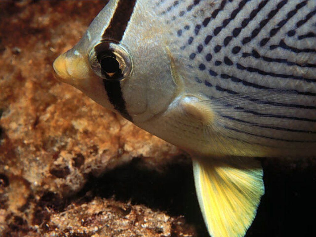 poisson exotique fond ecran poisson exotique