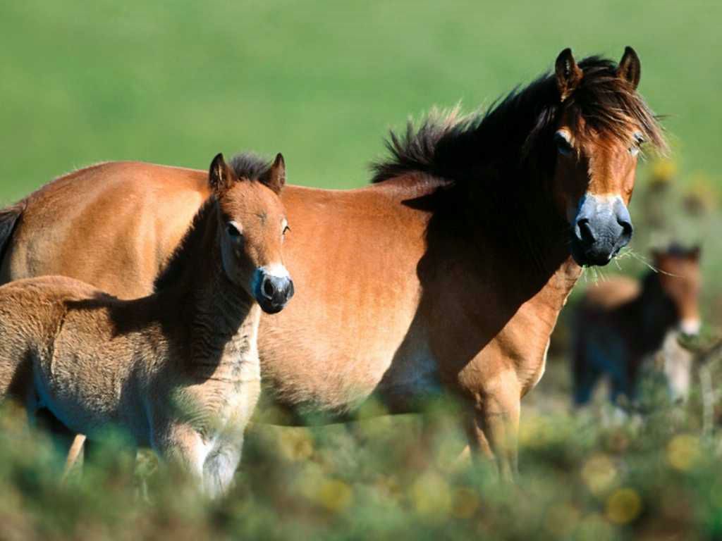 poney fond ecran poney