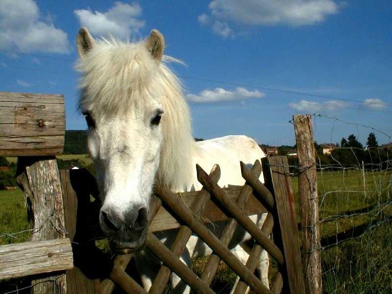 poney blanc fond ecran poney blanc