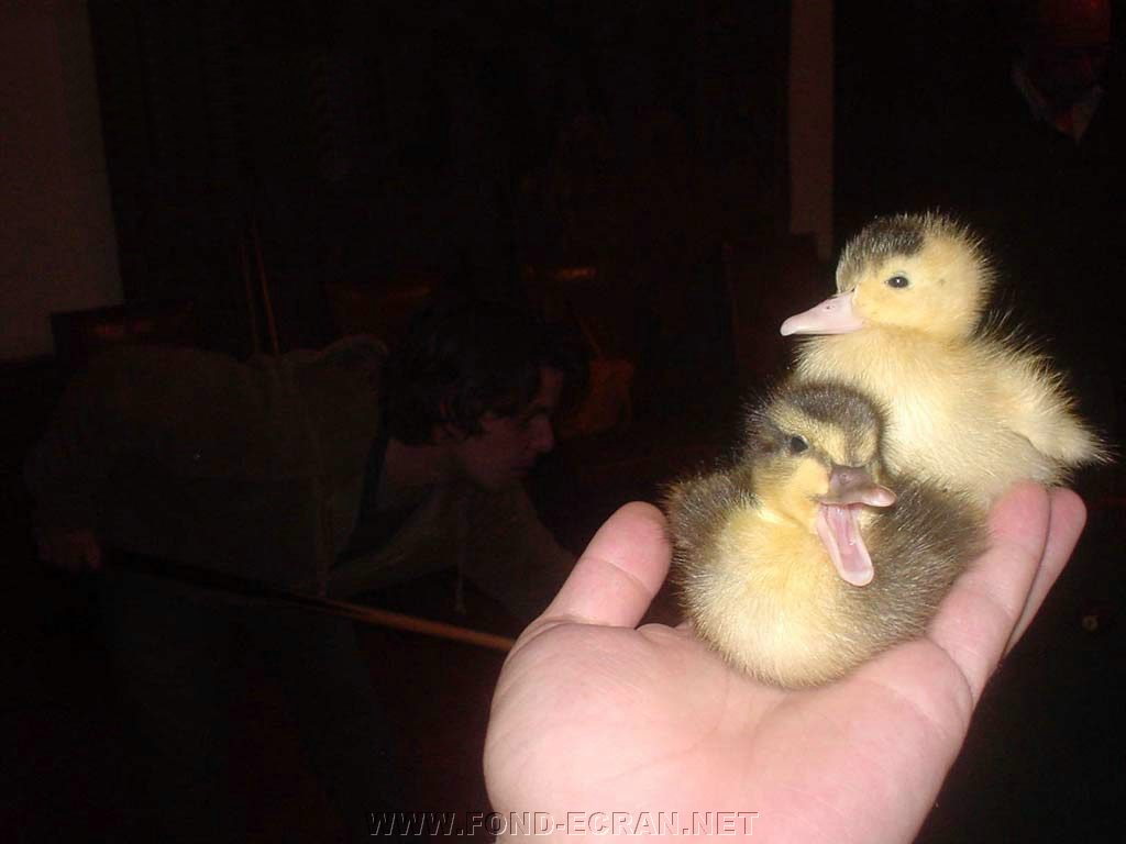 poussins fond ecran poussins