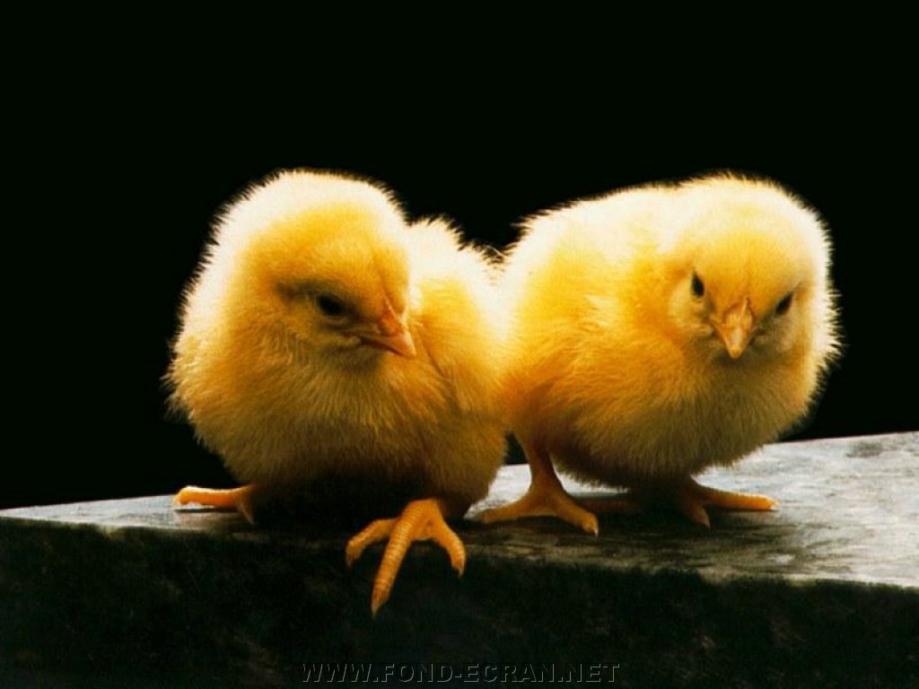 poussins fond ecran poussins