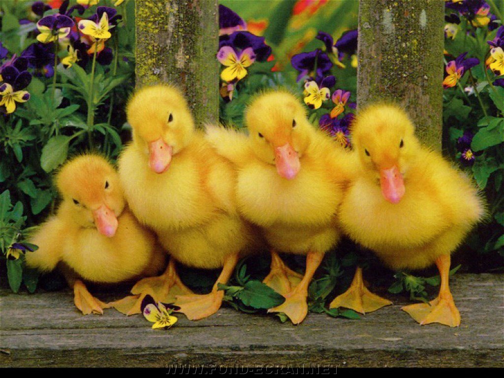 poussins fond ecran poussins