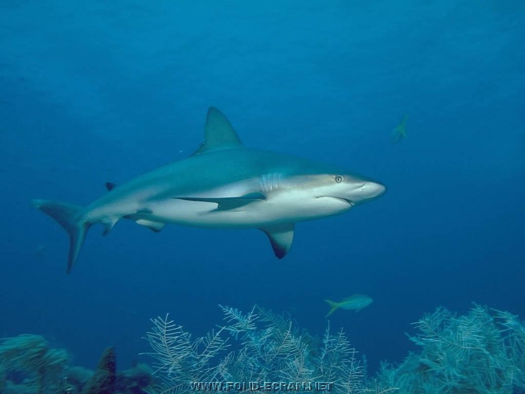 requin fond ecran requin