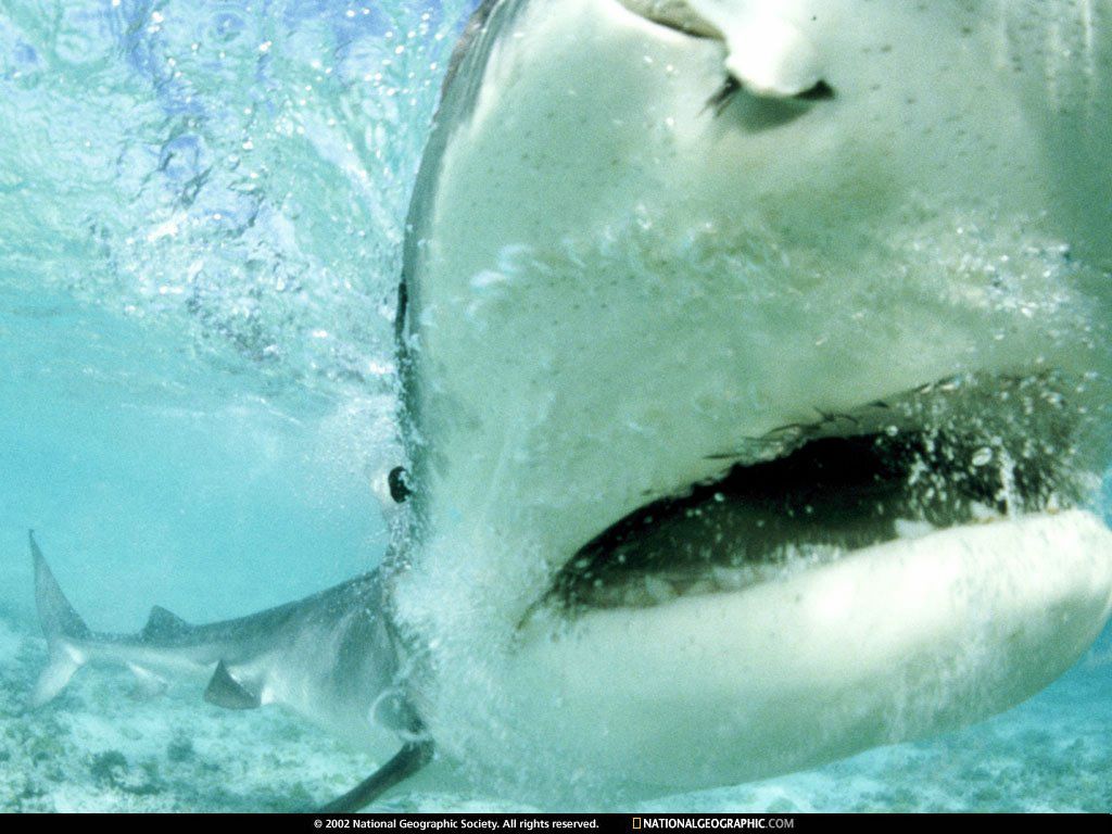 requin fond ecran requin