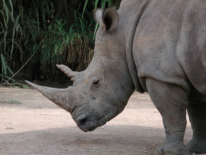 rhinoceros fond ecran rhinoceros
