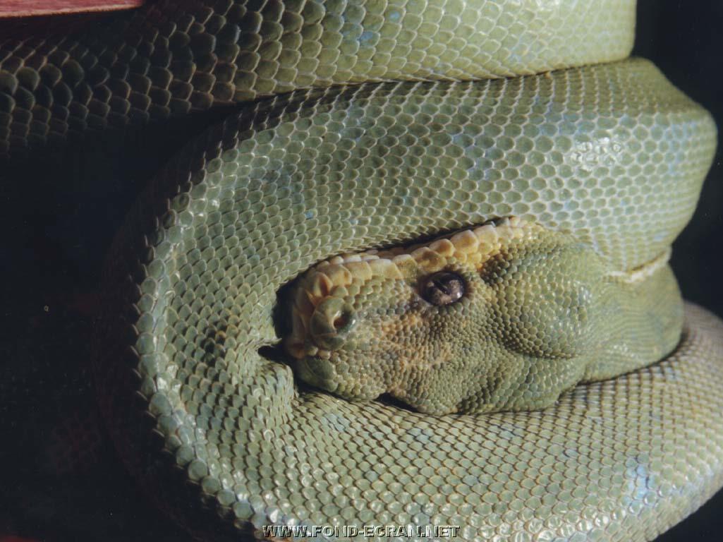 serpent fond ecran serpent