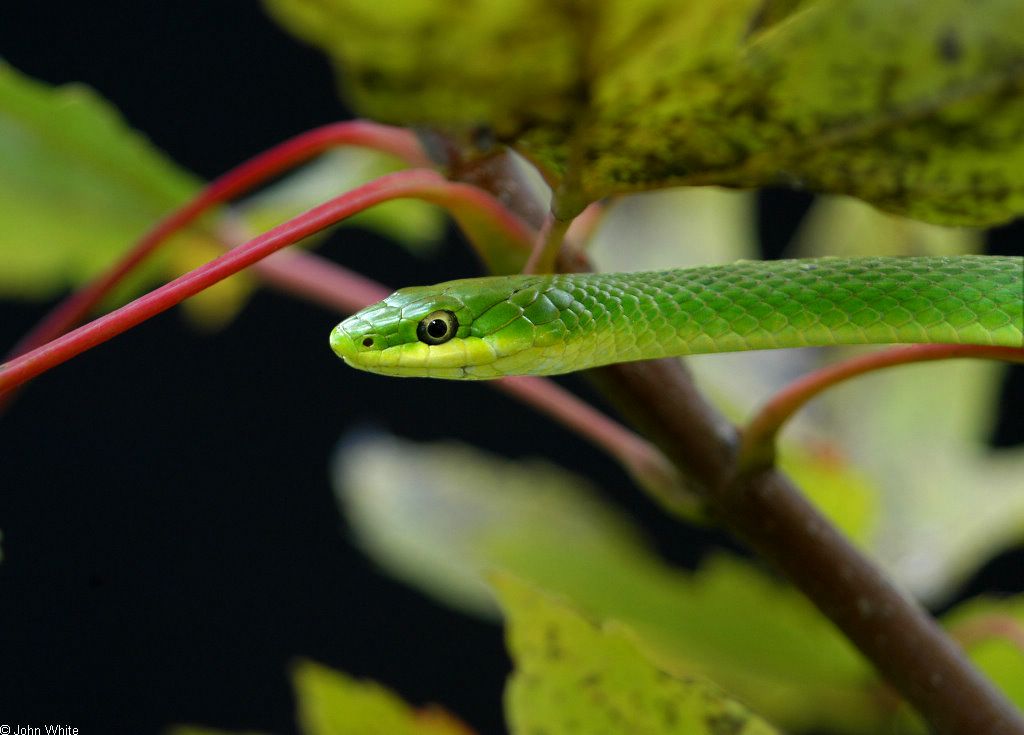 serpent vert fond ecran serpent vert