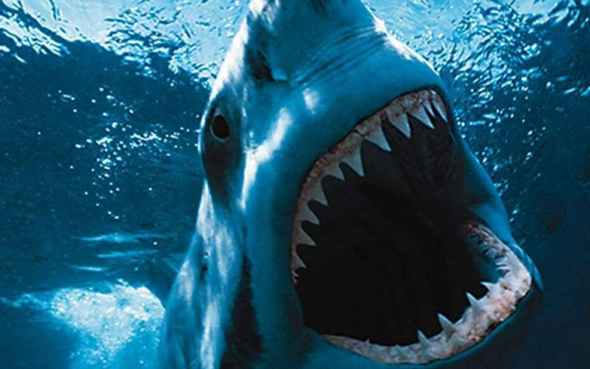 Shark 3D : Requin fond ecran Shark 3D : Requin