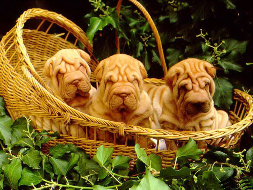 Sharpei fond ecran Sharpei