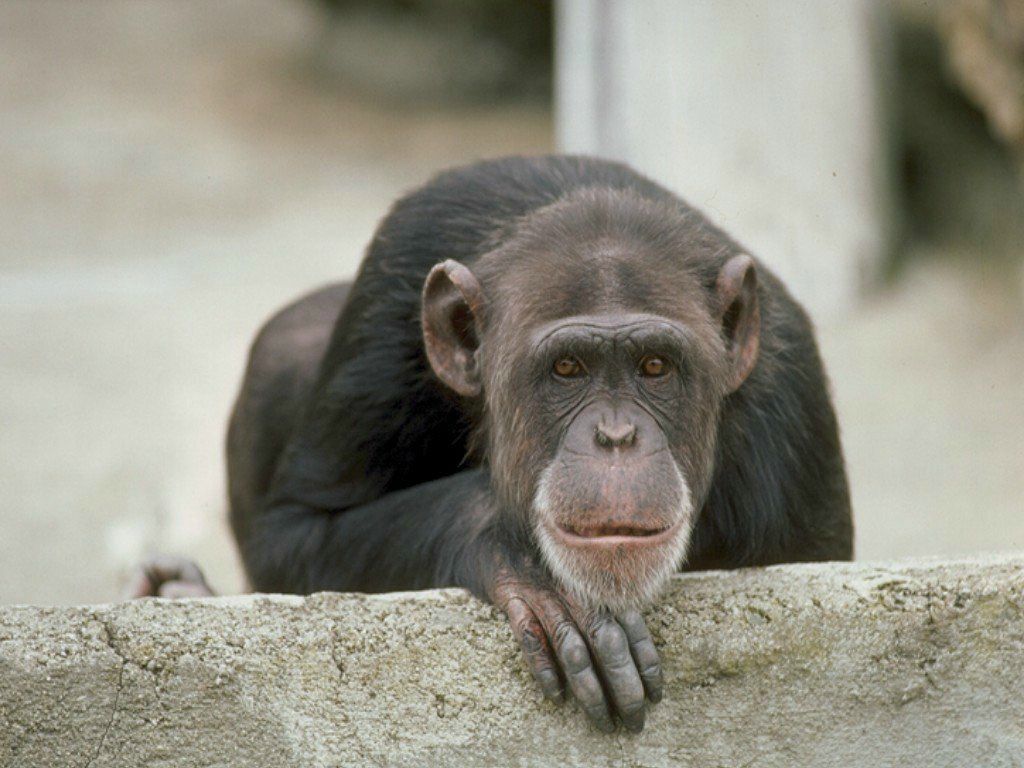 singe chimpanzee fond ecran singe chimpanzee