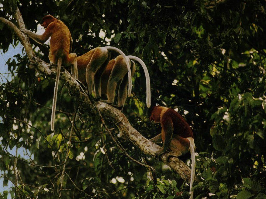 singes fond ecran singes