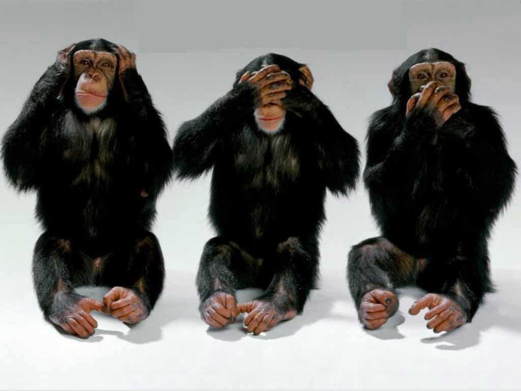 chimpanzés fond ecran chimpanzés