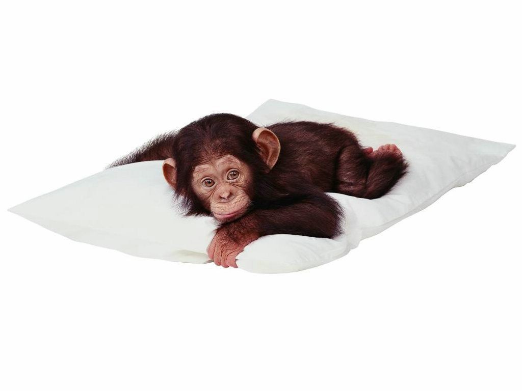 bébé chimpanzé fond ecran bébé chimpanzé