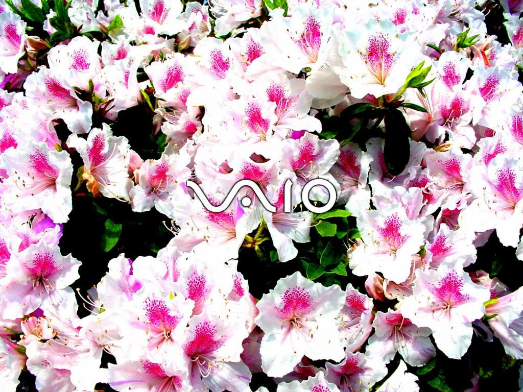 Sony Vaio fond ecran Sony Vaio