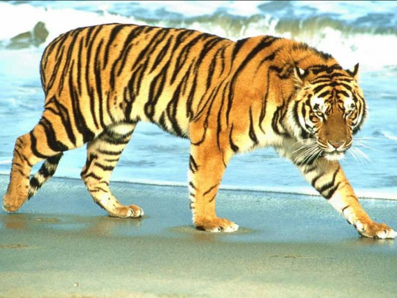 tigre fond ecran tigre