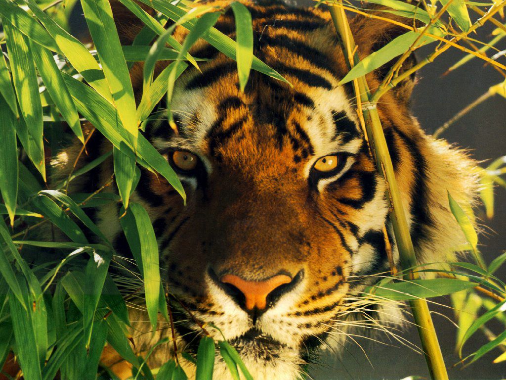 tigre fond ecran tigre