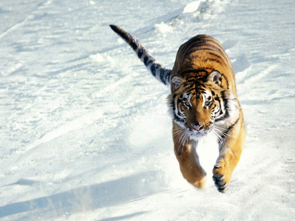 tigre fond ecran tigre