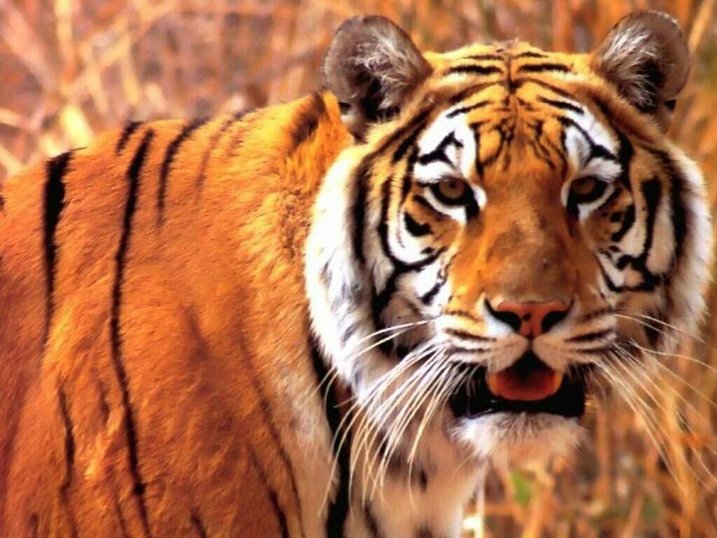 tigre fond ecran tigre