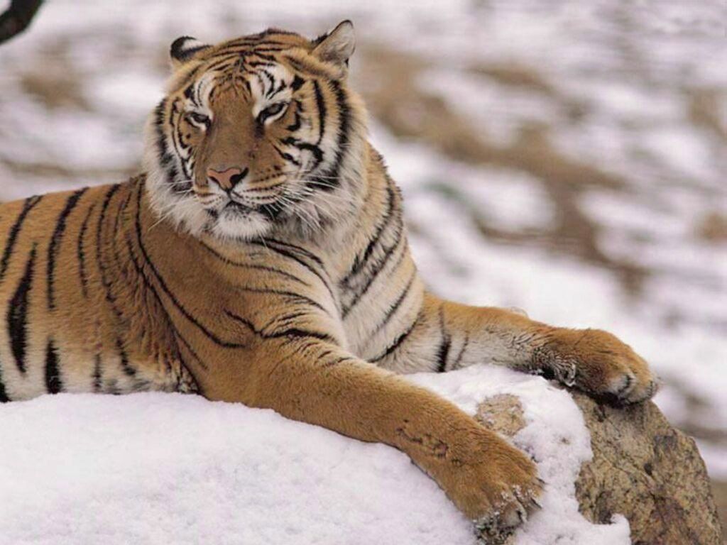 tigre fond ecran tigre