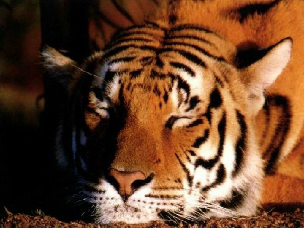 tigre fond ecran tigre