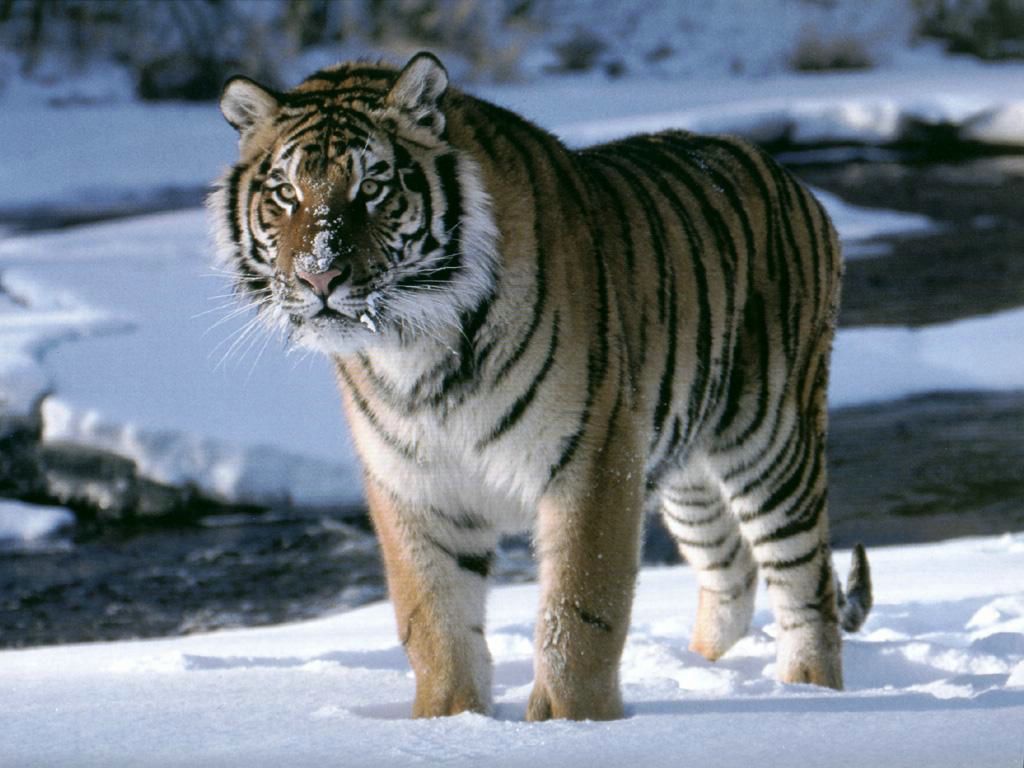tigre fond ecran tigre