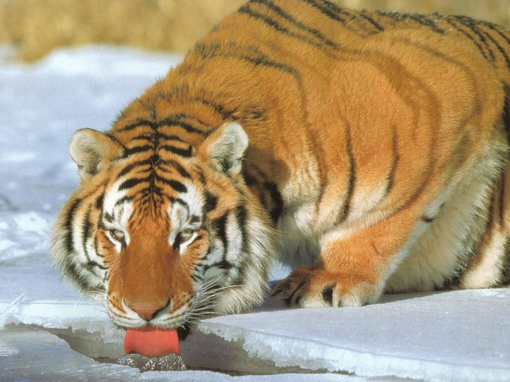 tigre fond ecran tigre