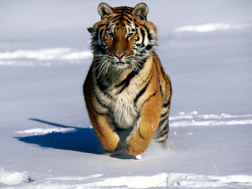 tigre fond ecran tigre