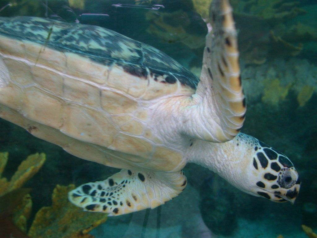 tortue fond ecran tortue