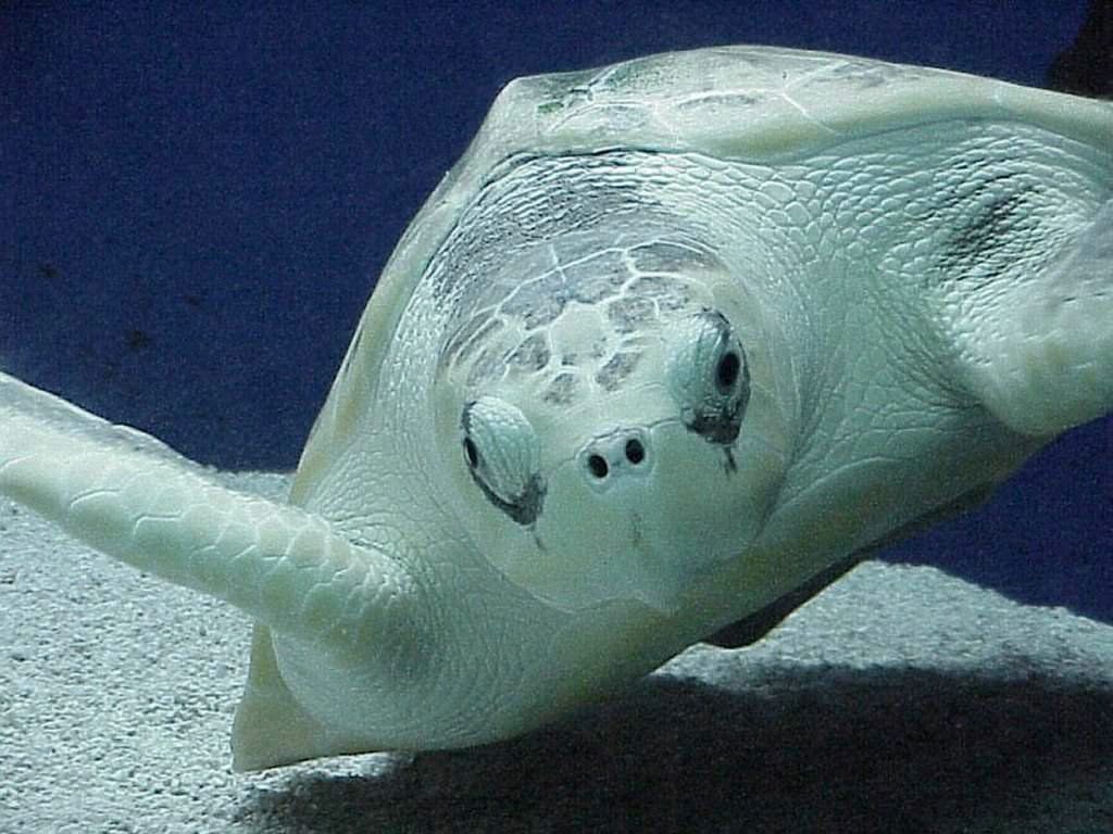 tortue fond ecran tortue