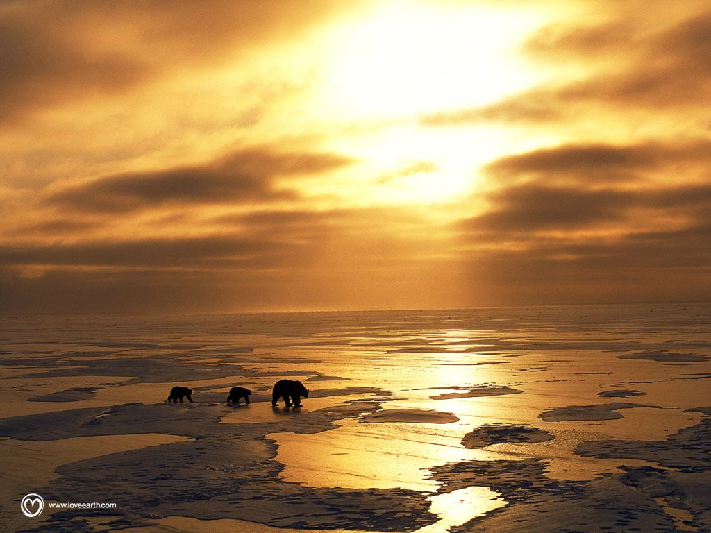 Un jour sur Terre : ours fond ecran Un jour sur Terre : ours