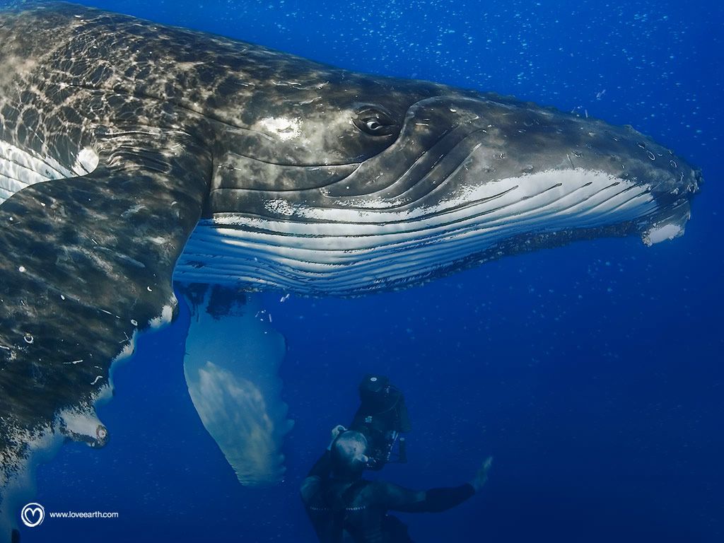 Un jour sur Terre : baleine fond ecran Un jour sur Terre : baleine