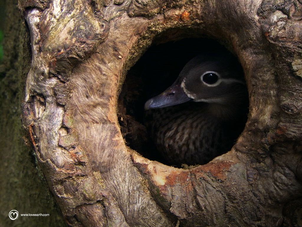 Un jour sur Terre : canard fond ecran Un jour sur Terre : canard