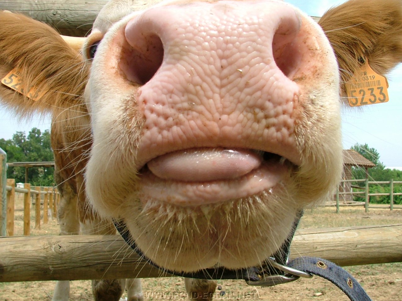 vache fond ecran vache