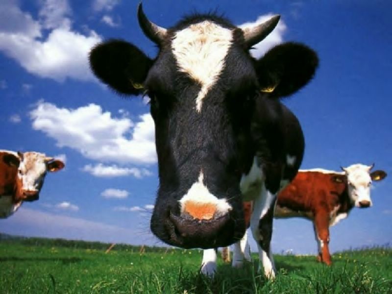 vaches fond ecran vaches