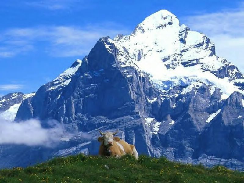 vaches fond ecran vaches