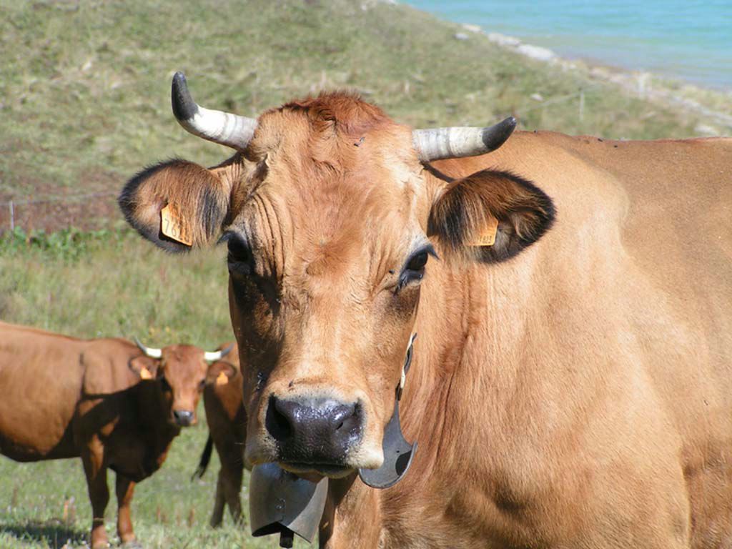 vaches fond ecran vaches