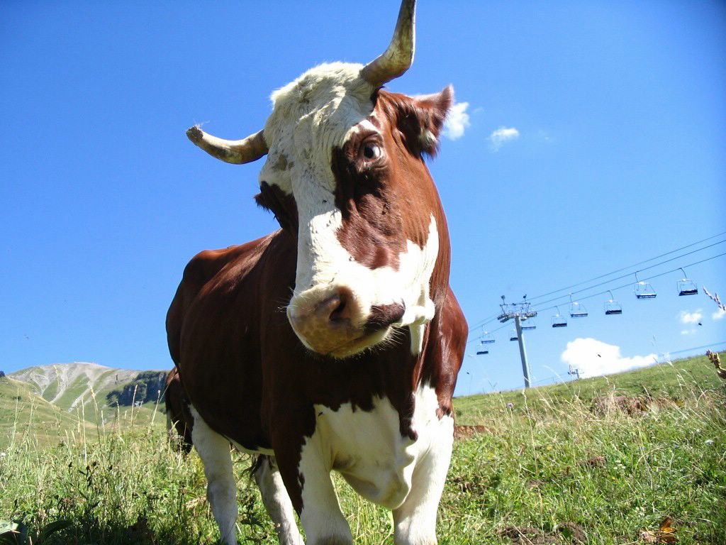 vache fond ecran vache