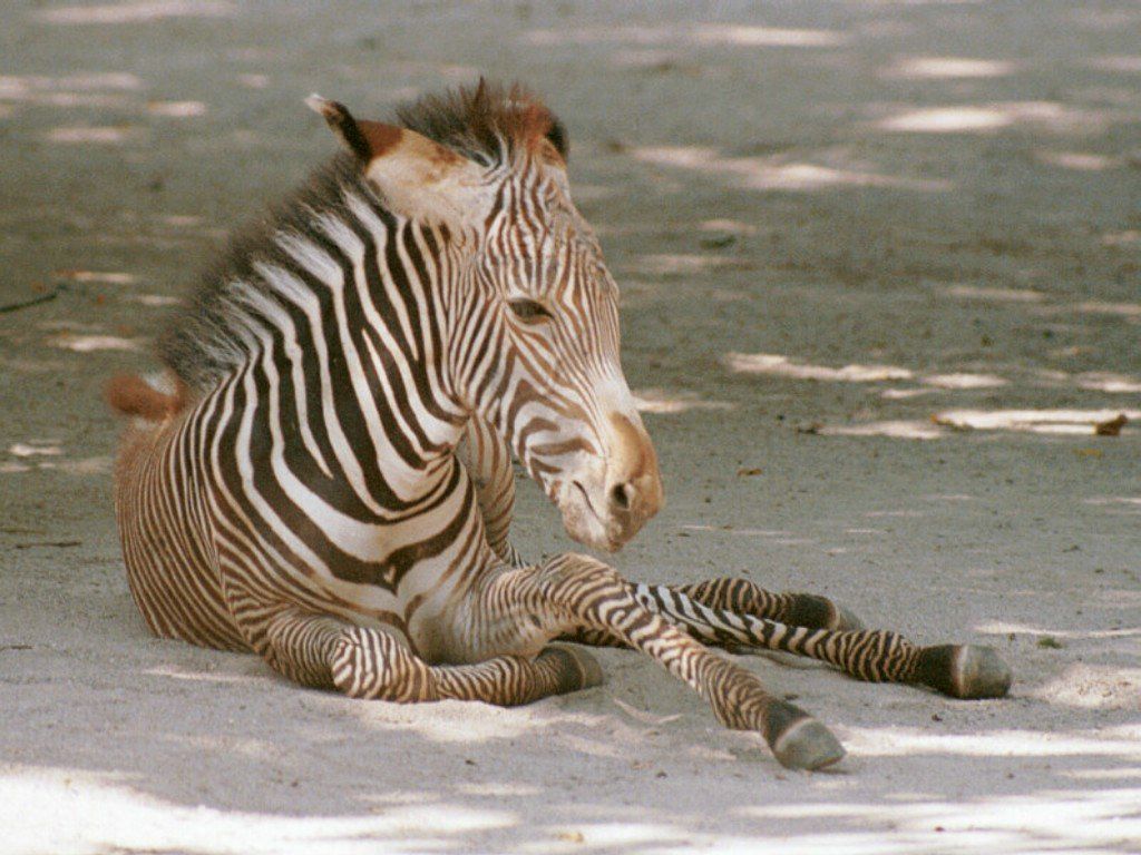 zebre fond ecran zebre