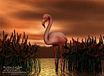 fond ecran  Flamant rose en 3D