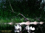 fond ecran  Cygnes en 3D