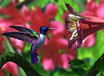 fond ecran  Colibri en 3D