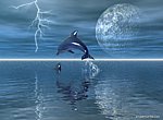 fond ecran  Dauphin en 3D