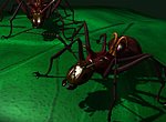fond ecran  Fourmis en 3D