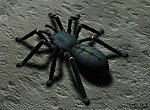 fond ecran  Mygale en 3D