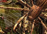 fond ecran  Araignée en 3D