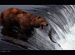 fond ecran  Ours en 3D