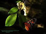 fond ecran  Papillon en 3D